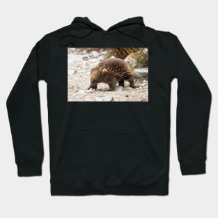 Echidna, Cradle Mountain, Tasmania Hoodie